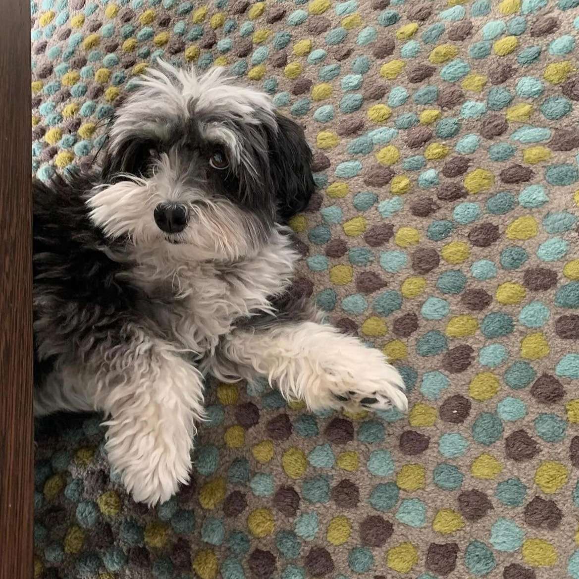 Ona Chan Jewelry Darcy Havanese Dog on spotted rug