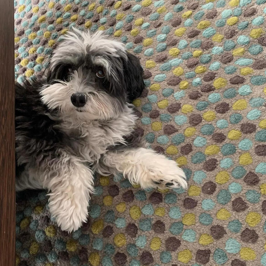 Ona Chan Jewelry Darcy Havanese Dog on spotted rug